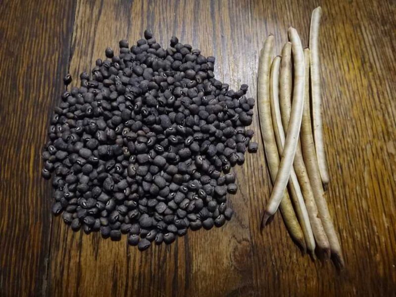 Grey Seed Adzuki cowpea
