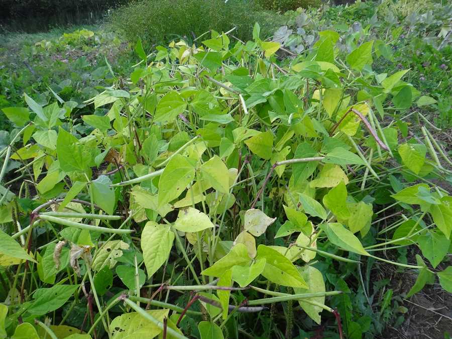 Grey Seed Adzuki cowpea - Image 2