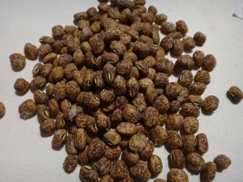 Guatemalan cowpea