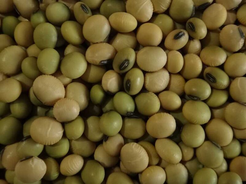 Hidatsa soybean