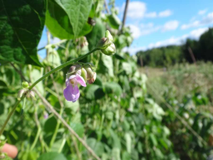 Horst Pole bean - Image 3