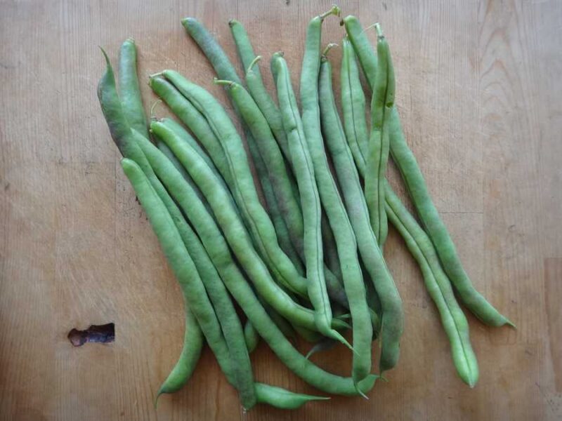Horst Pole bean