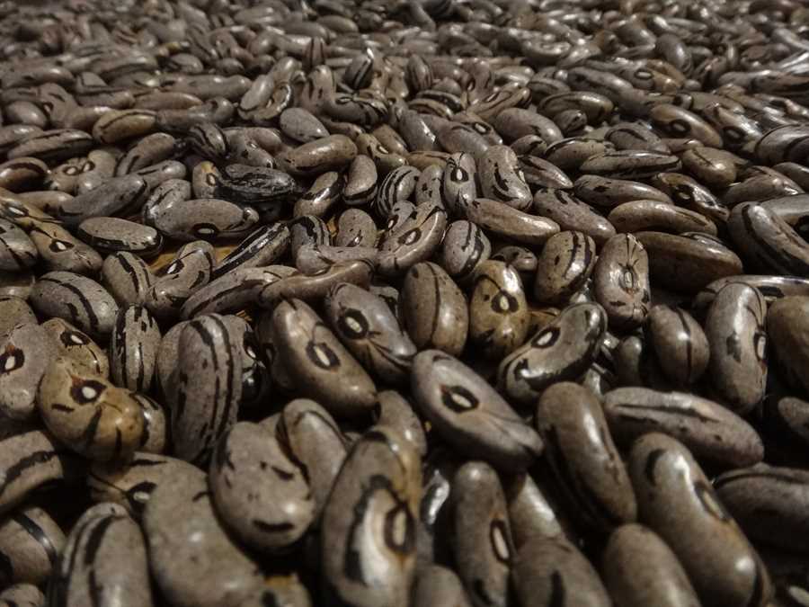 Horst Pole bean - Image 2