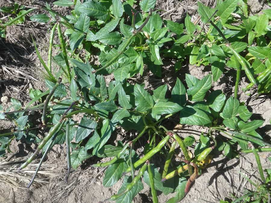 MN 13 cowpea - Image 3