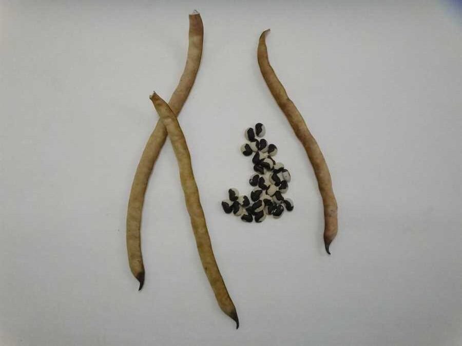 MN 13 cowpea - Image 2