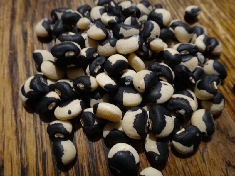 MN 13 cowpea