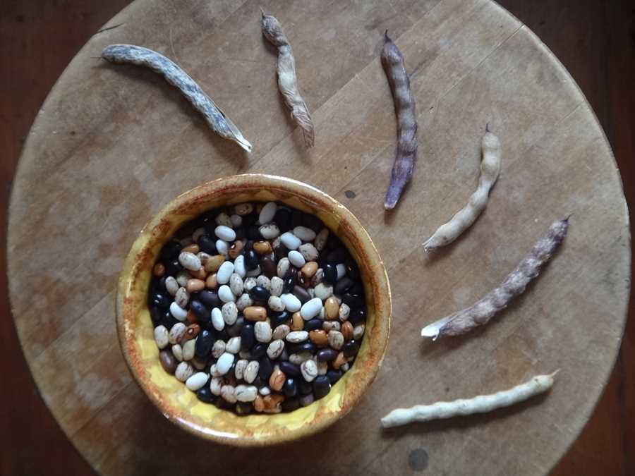 Mixed Cornfield bean - Image 2
