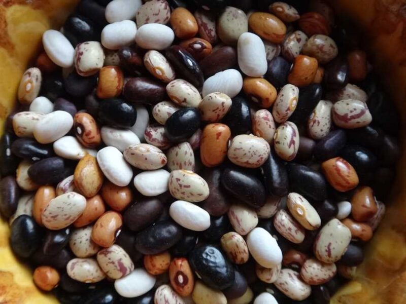 Mixed Cornfield bean