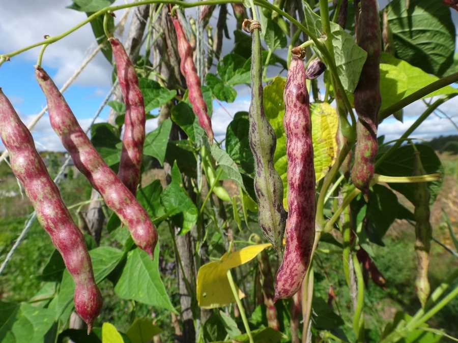 Mixed Cornfield bean - Image 3