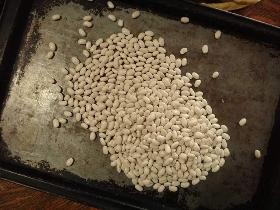 North Carolina Long E Greasy bean - Image 2