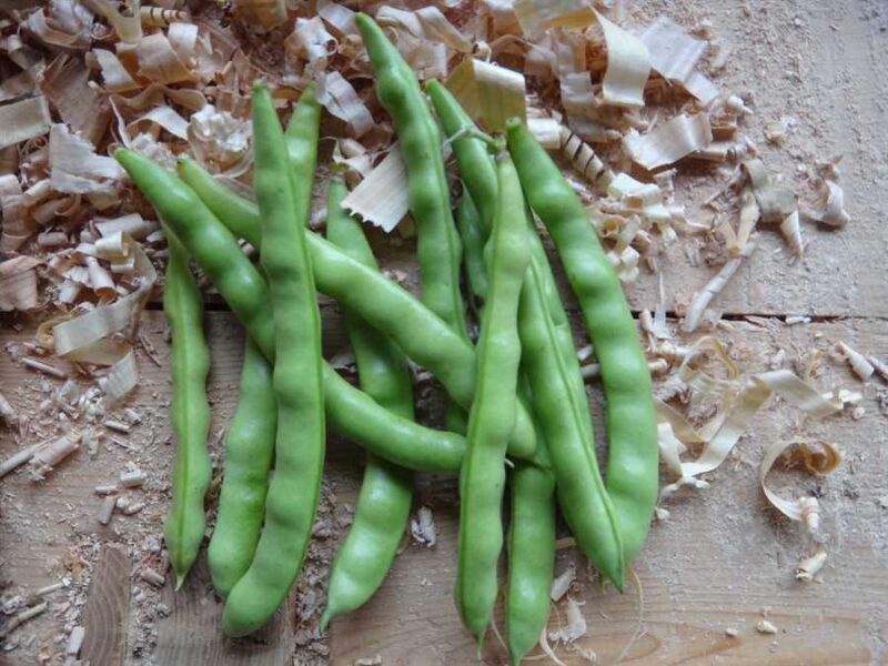 North Carolina Long E Greasy bean
