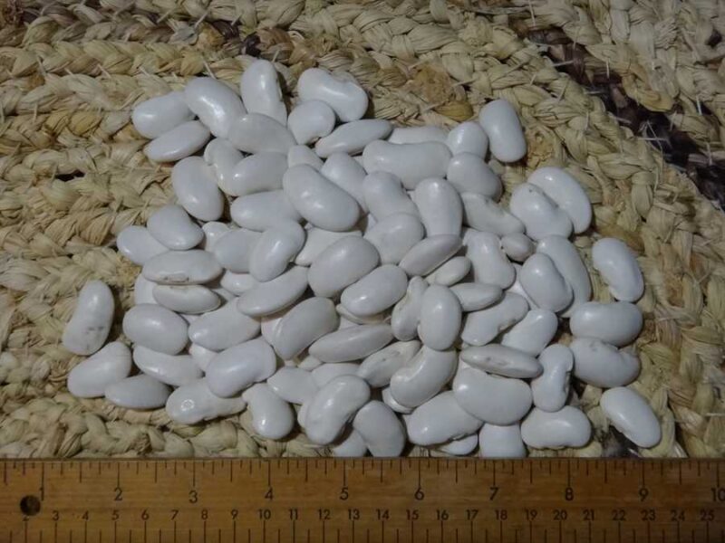 Piekny Jas runner bean