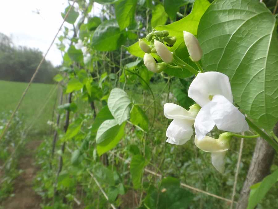 Piekny Jas runner bean - Image 2