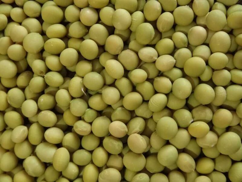 Shirofumi soybean