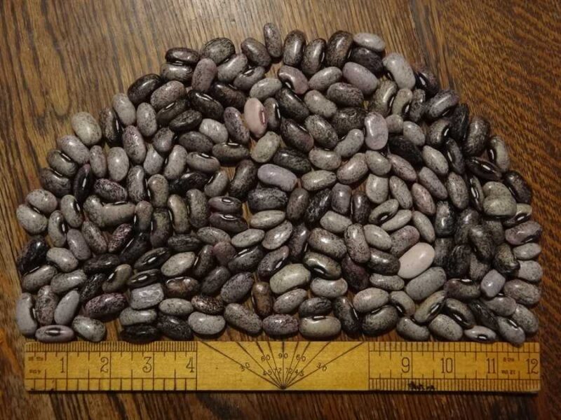 Tarahumara Tekomari runner bean