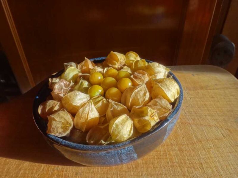 Aunt Molly’s ground cherries
