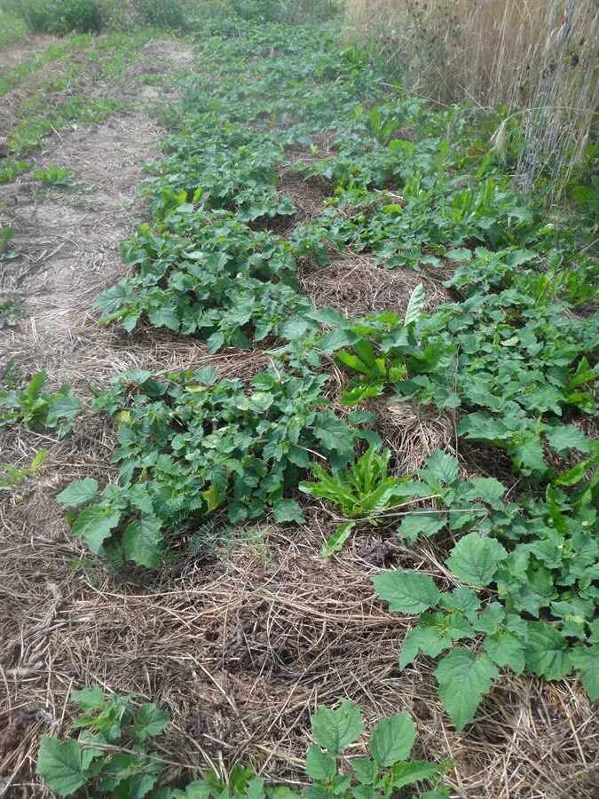 Aunt Molly's ground cherries - Image 4