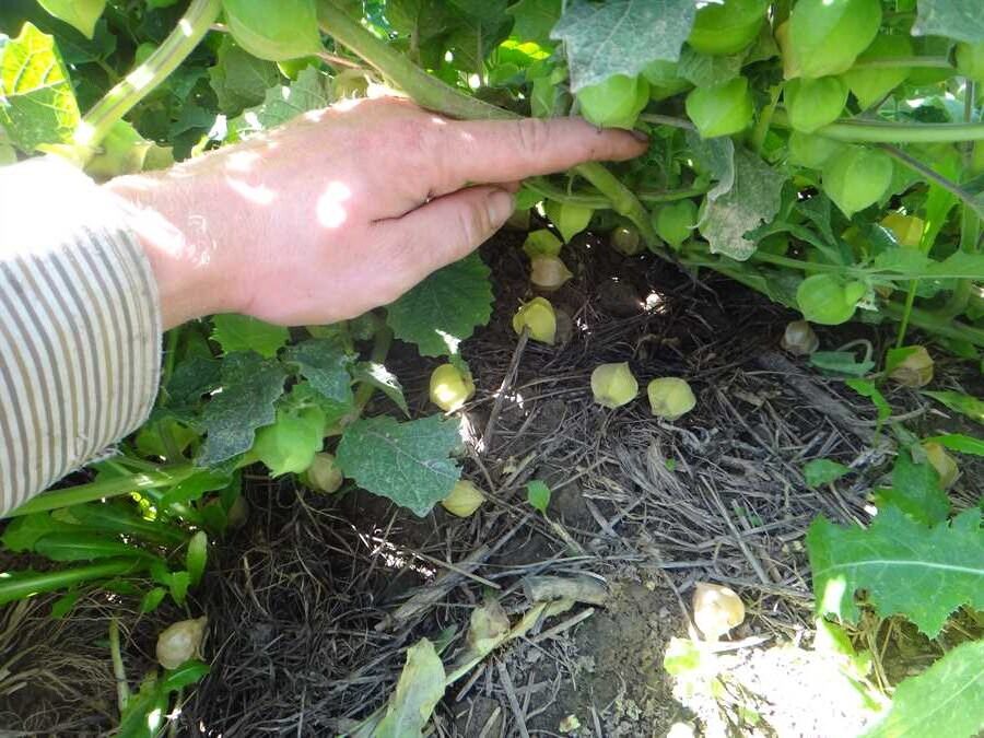 Aunt Molly's ground cherries - Image 5