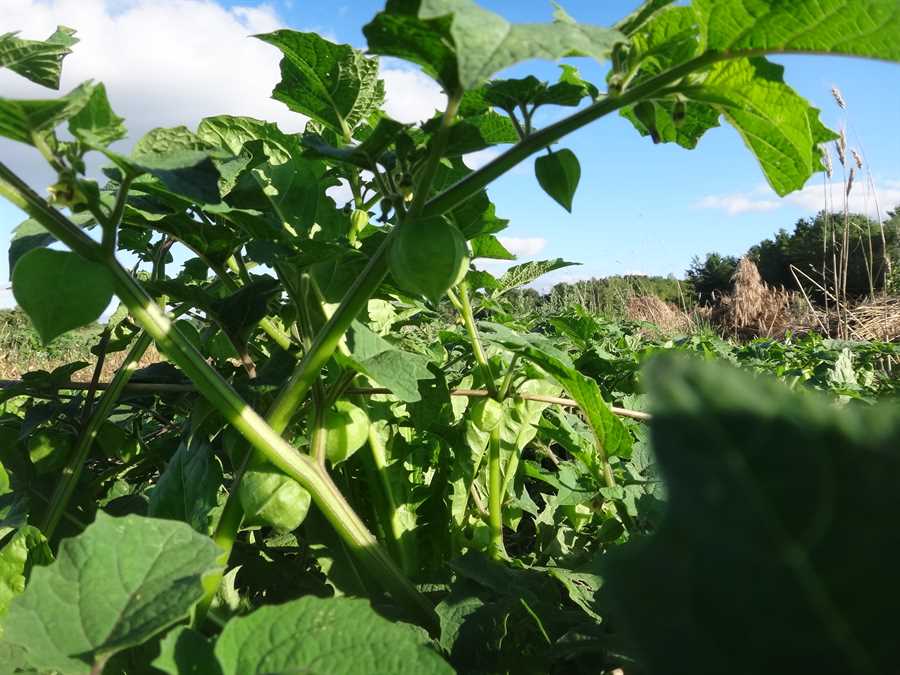 Aunt Molly's ground cherries - Image 3