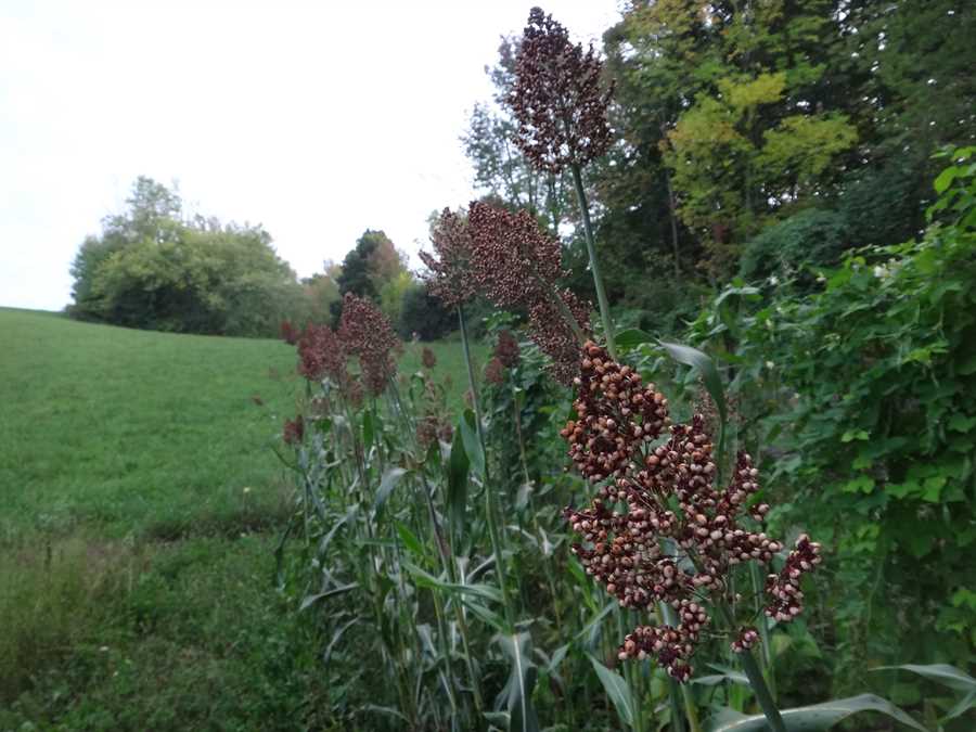 Ba Yi Qi sorghum - Image 3