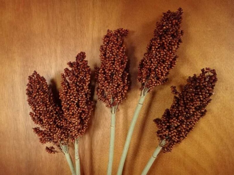 Ba Yi Qi sorghum