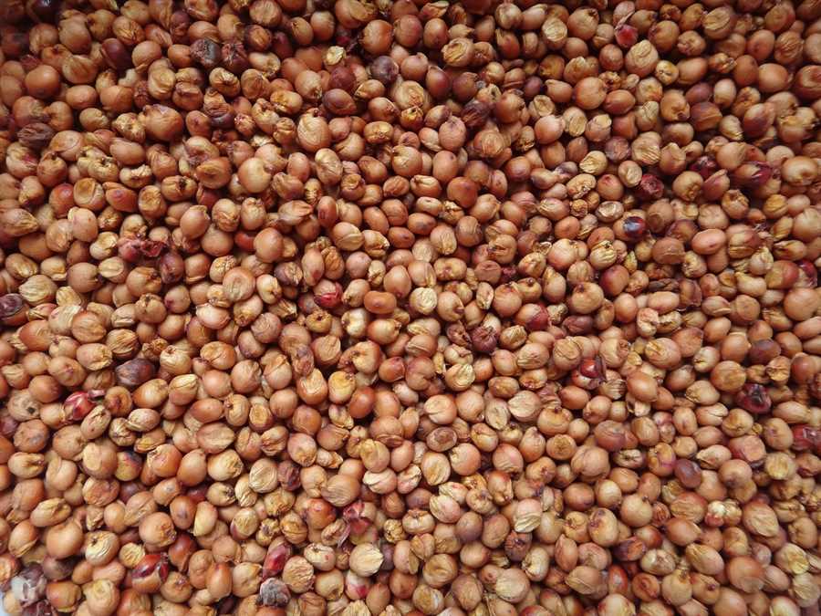Ba Yi Qi sorghum - Image 2