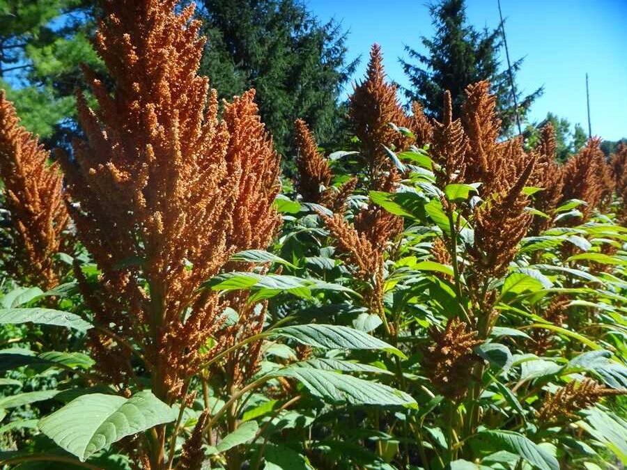 Copperhead amaranth - Image 4