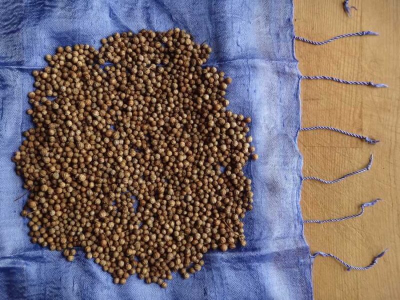 Coriander/Cilantro