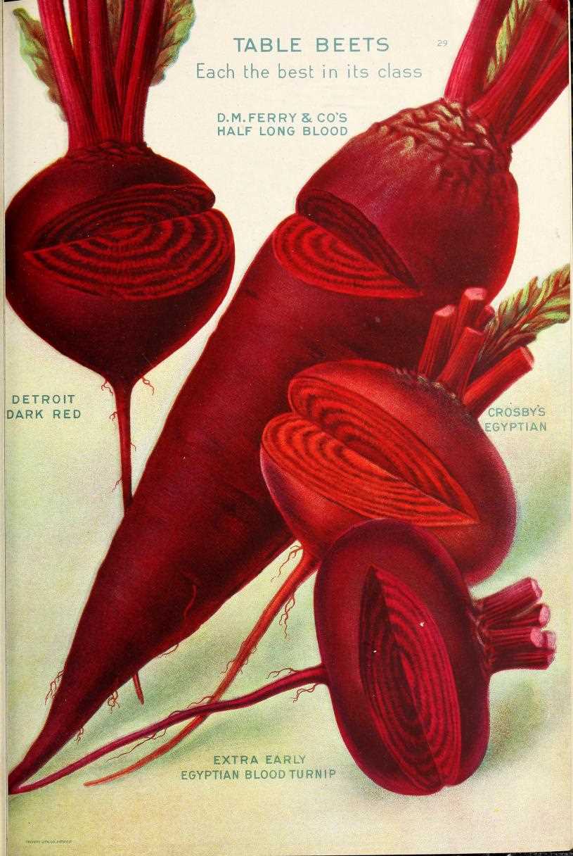 Detroit Dark Red beet - Image 6