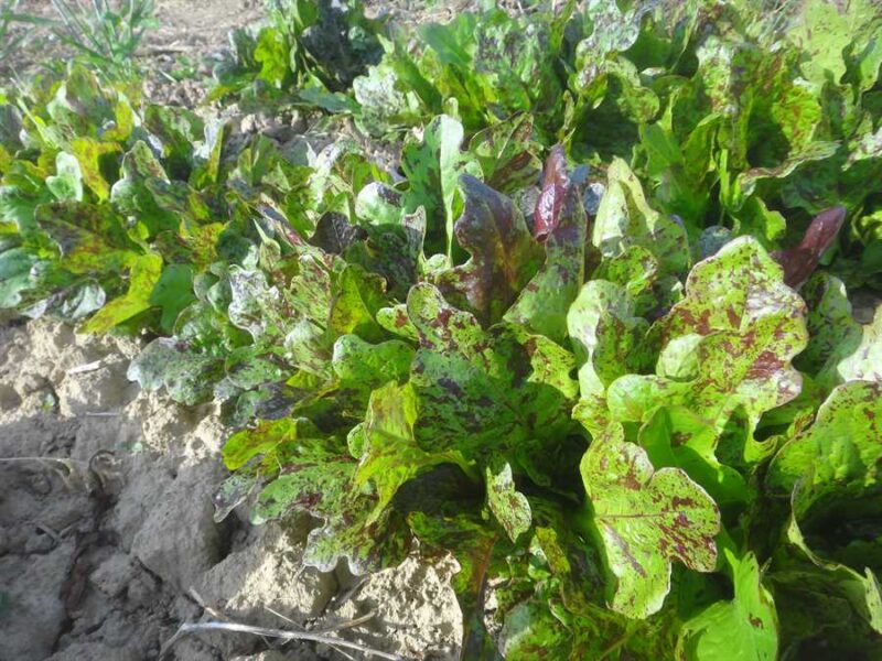 Flashy Butter Oak lettuce