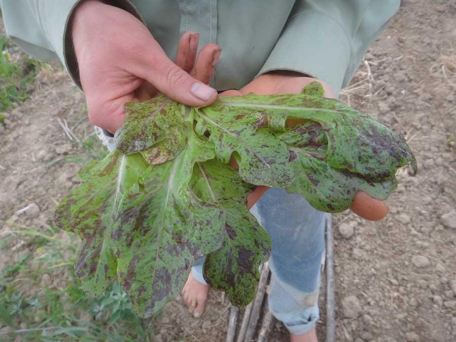 Flashy Butter Oak lettuce - Image 2
