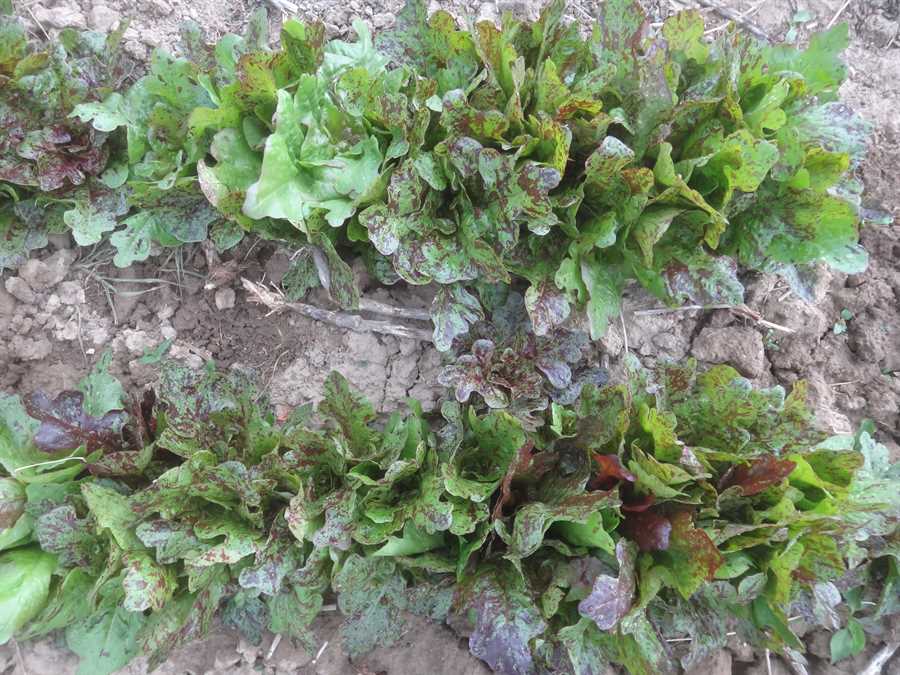 Flashy Butter Oak lettuce - Image 3