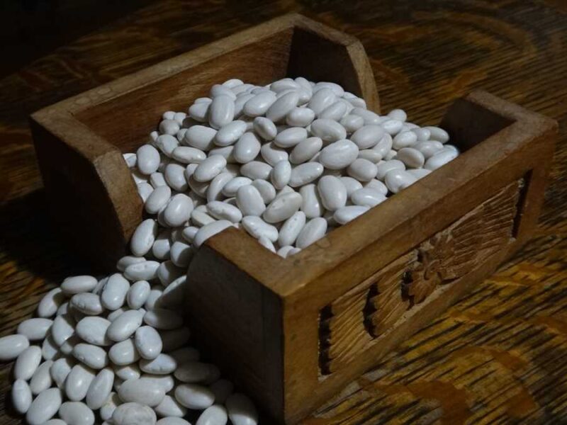 Great Northern bean