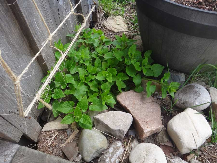 Caucasian Mountain Spinach - Image 3