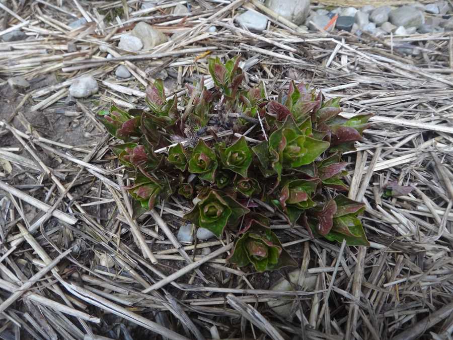 Caucasian Mountain Spinach - Image 2