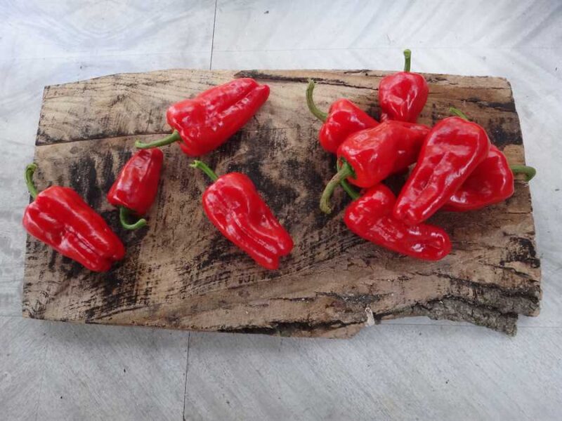 Gabi Hot Wax pepper