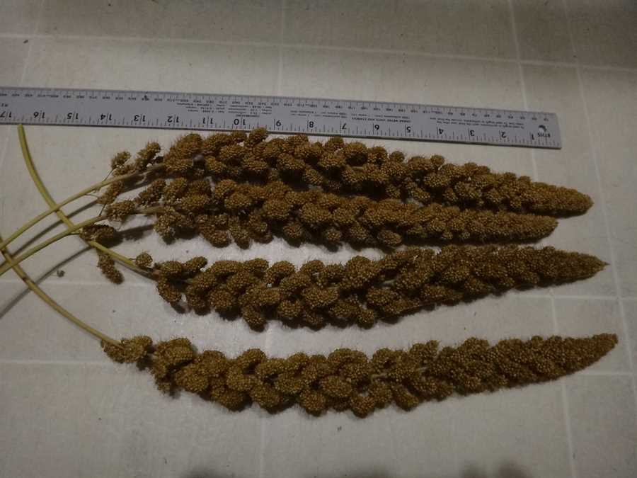 Limelight foxtail millet - Image 4