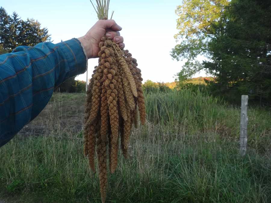 Limelight foxtail millet - Image 3