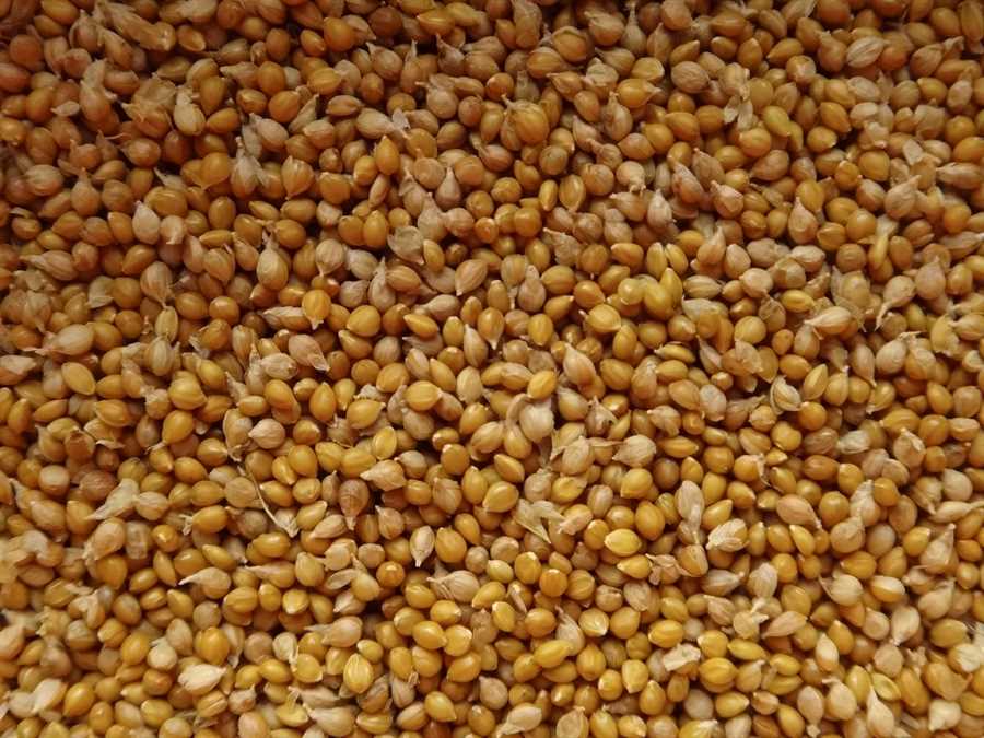 Limelight foxtail millet - Image 2