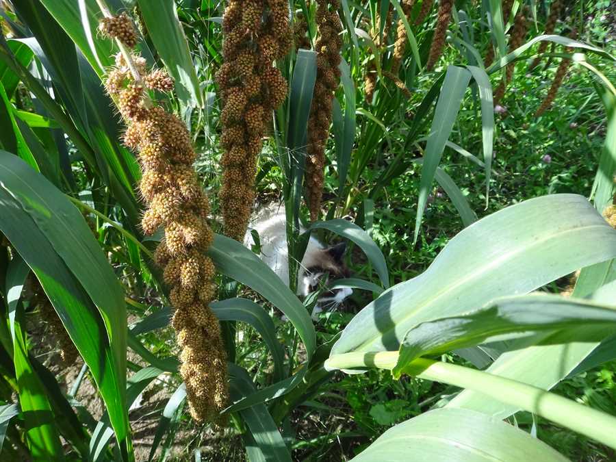 Limelight foxtail millet - Image 5