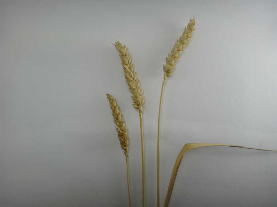 Maris Wigeon wheat - Image 3