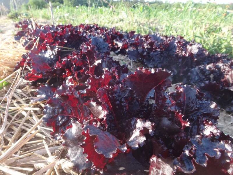 Merlot lettuce