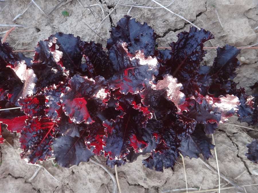 Merlot lettuce - Image 2