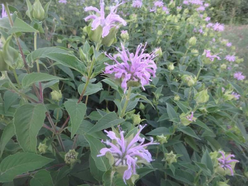 Wild Bergamot