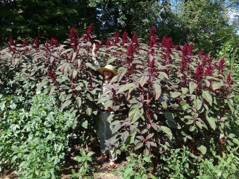 Opopeo amaranth