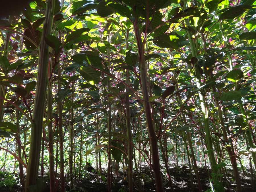 Opopeo amaranth - Image 3