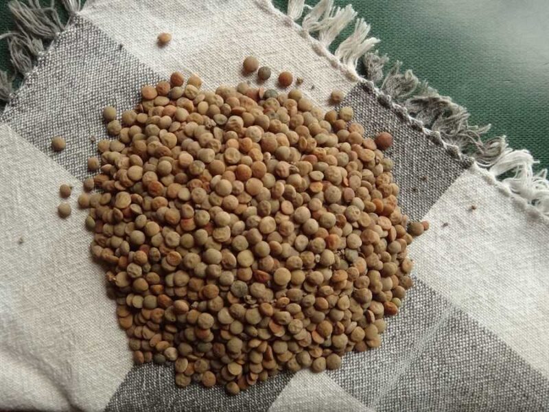 Pardina lentil