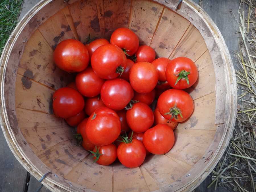 Ruth’s Perfect tomato - Image 3