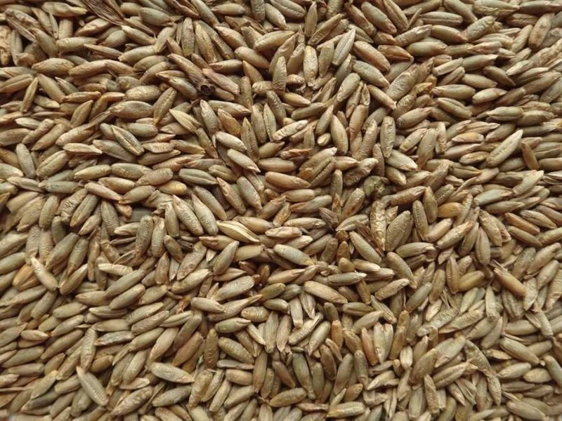 Rye