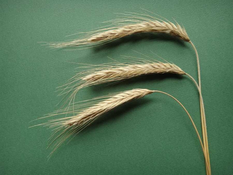 Rye - Image 2